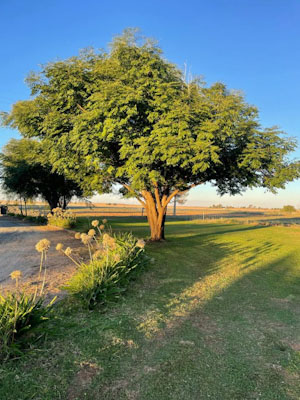 A large tree in grass next to a road 