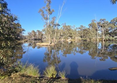 Serene lake view surrounded by eucalyptus trees at Stawell Hotel Motel Accommodation, reflecting the natural beauty of the Grampians region under a bright blue sky. Ideal for relaxation and enjoying peaceful outdoor moments