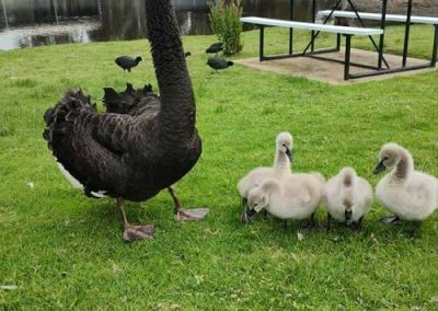 A black swan leads her cygnets across the grass near the pond—just one of the many beautiful wildlife moments you might witness at Stawell Grampians Gate C&C Park