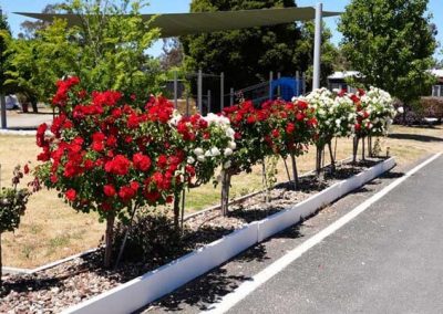 Row of roses at Stawell Grampians Gate C&C Park.